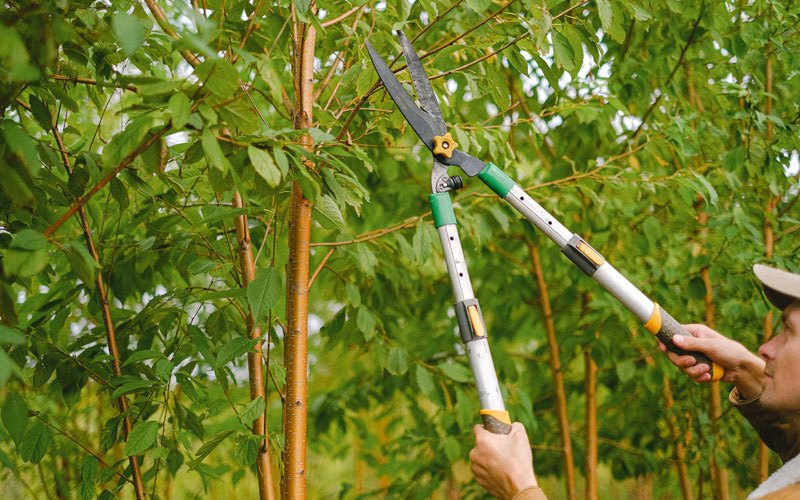 Tree trimming in Litchfield, NE